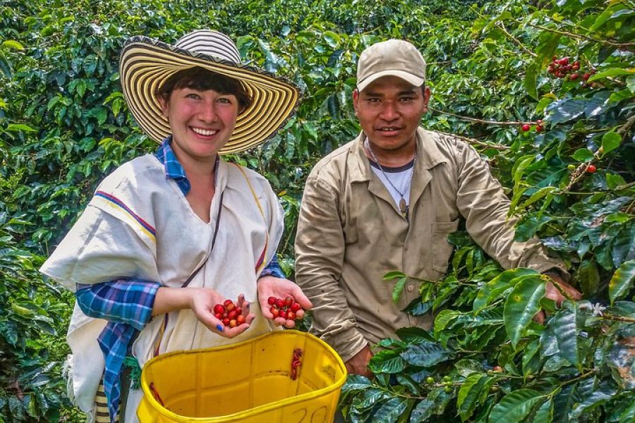 Recorrido sobre el café